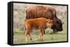 Bison and Calf-Lantern Press-Framed Stretched Canvas