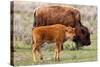 Bison and Calf-Lantern Press-Stretched Canvas