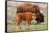 Bison and Calf-Lantern Press-Framed Stretched Canvas