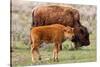 Bison and Calf-Lantern Press-Stretched Canvas