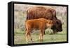 Bison and Calf-Lantern Press-Framed Stretched Canvas