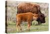 Bison and Calf-Lantern Press-Stretched Canvas