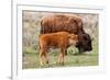 Bison and Calf-Lantern Press-Framed Premium Giclee Print