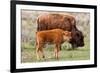 Bison and Calf-Lantern Press-Framed Premium Giclee Print