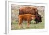 Bison and Calf-Lantern Press-Framed Art Print