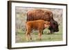 Bison and Calf-Lantern Press-Framed Art Print