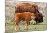 Bison and Calf-Lantern Press-Mounted Art Print