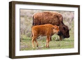 Bison and Calf-Lantern Press-Framed Art Print