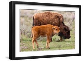 Bison and Calf-Lantern Press-Framed Art Print