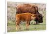 Bison and Calf-Lantern Press-Framed Art Print