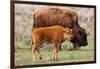 Bison and Calf-Lantern Press-Framed Art Print