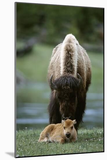 Bison and Calf-Lantern Press-Mounted Art Print