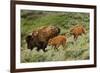 Bison and Calves Running-Lantern Press-Framed Premium Giclee Print