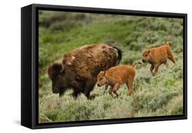 Bison and Calves Running-Lantern Press-Framed Stretched Canvas