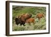 Bison and Calves Running-Lantern Press-Framed Art Print