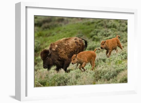 Bison and Calves Running-Lantern Press-Framed Art Print