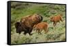 Bison and Calves Running-Lantern Press-Framed Stretched Canvas