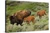 Bison and Calves Running-Lantern Press-Stretched Canvas