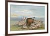 Bison and Coyotes-George Catlin-Framed Art Print