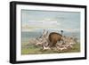 Bison and Coyotes-George Catlin-Framed Art Print