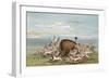 Bison and Coyotes-George Catlin-Framed Art Print