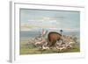 Bison and Coyotes-George Catlin-Framed Art Print