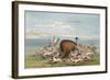 Bison and Coyotes-George Catlin-Framed Art Print