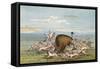 Bison and Coyotes-George Catlin-Framed Stretched Canvas