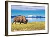 Bison and Lake-Lantern Press-Framed Art Print