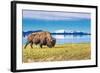 Bison and Lake-Lantern Press-Framed Art Print