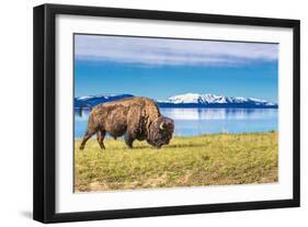 Bison and Lake-Lantern Press-Framed Art Print