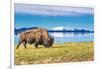 Bison and Lake-Lantern Press-Framed Art Print