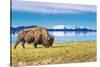 Bison and Lake-Lantern Press-Stretched Canvas
