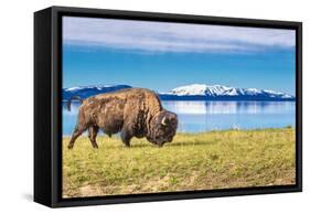 Bison and Lake-Lantern Press-Framed Stretched Canvas