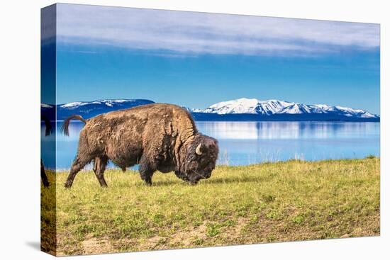 Bison and Lake-Lantern Press-Stretched Canvas