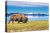 Bison and Lake-Lantern Press-Stretched Canvas