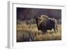 Bison and Magpies-Wilhelm Goebel-Framed Giclee Print