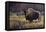 Bison and Magpies-Wilhelm Goebel-Framed Stretched Canvas
