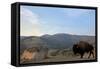 Bison and Mount Washburn in Early Morning Light, Yellowstone Nat'l Park, UNESCO Site, Wyoming, USA-Peter Barritt-Framed Stretched Canvas