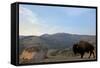 Bison and Mount Washburn in Early Morning Light, Yellowstone Nat'l Park, UNESCO Site, Wyoming, USA-Peter Barritt-Framed Stretched Canvas