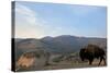 Bison and Mount Washburn in Early Morning Light, Yellowstone Nat'l Park, UNESCO Site, Wyoming, USA-Peter Barritt-Stretched Canvas