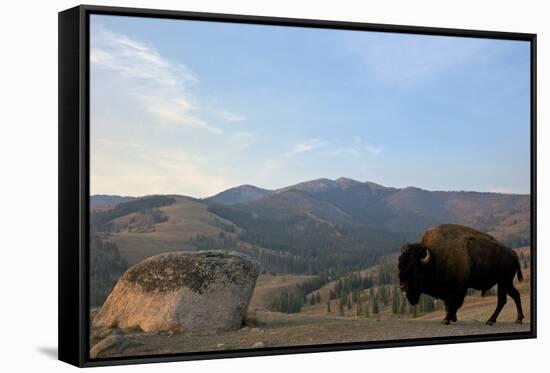 Bison and Mount Washburn in Early Morning Light, Yellowstone Nat'l Park, UNESCO Site, Wyoming, USA-Peter Barritt-Framed Stretched Canvas