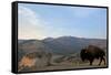 Bison and Mount Washburn in Early Morning Light, Yellowstone Nat'l Park, UNESCO Site, Wyoming, USA-Peter Barritt-Framed Stretched Canvas