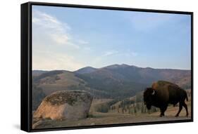 Bison and Mount Washburn in Early Morning Light, Yellowstone Nat'l Park, UNESCO Site, Wyoming, USA-Peter Barritt-Framed Stretched Canvas