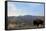 Bison and Mount Washburn in Early Morning Light, Yellowstone Nat'l Park, UNESCO Site, Wyoming, USA-Peter Barritt-Framed Stretched Canvas