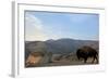 Bison and Mount Washburn in Early Morning Light, Yellowstone Nat'l Park, UNESCO Site, Wyoming, USA-Peter Barritt-Framed Photographic Print