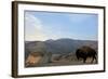 Bison and Mount Washburn in Early Morning Light, Yellowstone Nat'l Park, UNESCO Site, Wyoming, USA-Peter Barritt-Framed Photographic Print