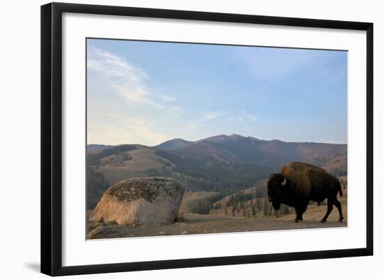 Bison and Mount Washburn in Early Morning Light, Yellowstone Nat'l Park, UNESCO Site, Wyoming, USA-Peter Barritt-Framed Photographic Print