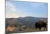 Bison and Mount Washburn in Early Morning Light, Yellowstone Nat'l Park, UNESCO Site, Wyoming, USA-Peter Barritt-Mounted Photographic Print