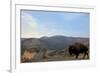 Bison and Mount Washburn in Early Morning Light, Yellowstone Nat'l Park, UNESCO Site, Wyoming, USA-Peter Barritt-Framed Photographic Print